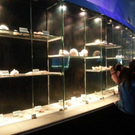 惠東海龜國家級自然保護區內展出了很多標本及展品，學生們透過觀察可以更了解自然保育與愛護物種的重要性。