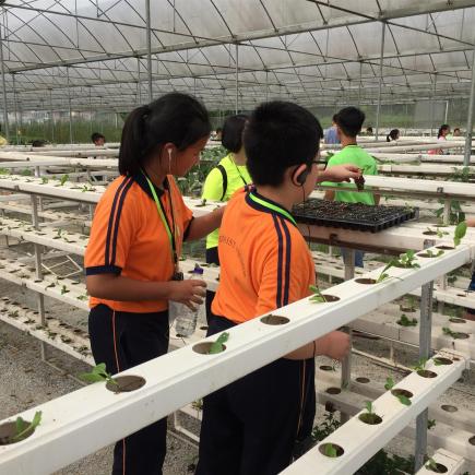 学生正参访广州绿垠水耕蔬菜基地。