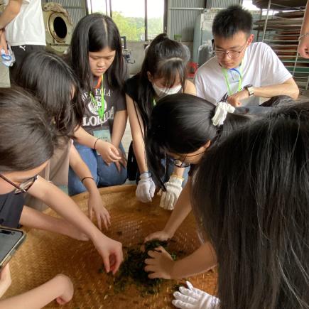 學生在茶廠進行茶葉製作體驗活動。