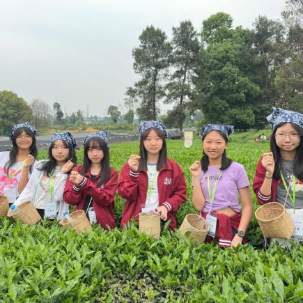 學生在茶園體驗採茶。