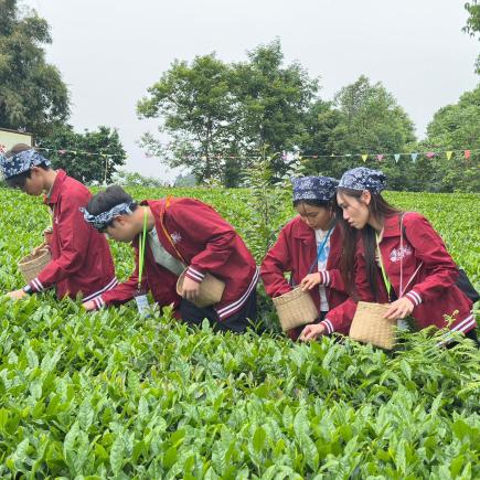 師生在茶園體驗採茶。