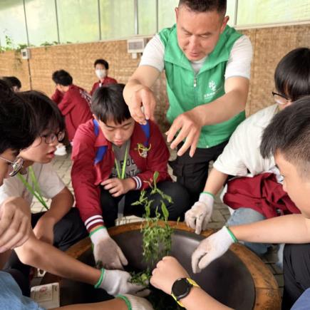 學生在茶園體驗制茶。