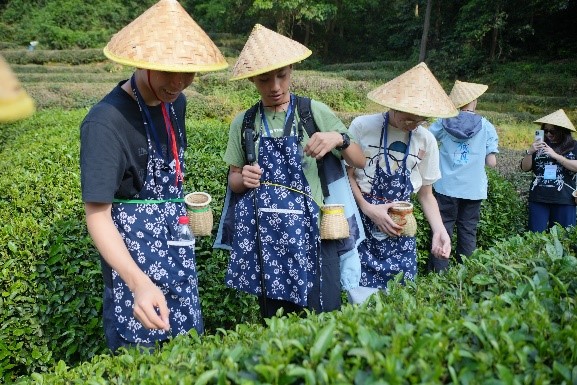 龍井茶園